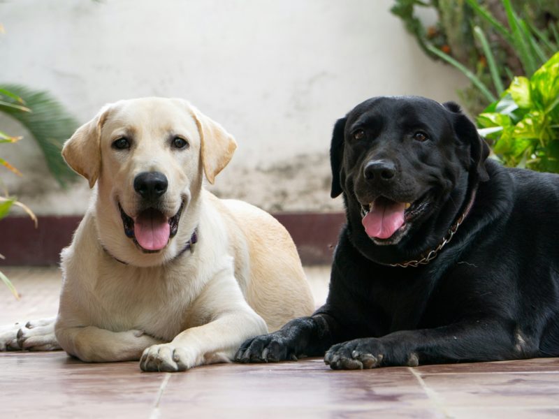为什么你家的狗总是吃不停？人犬有共通肥胖基因「DENND1B」！